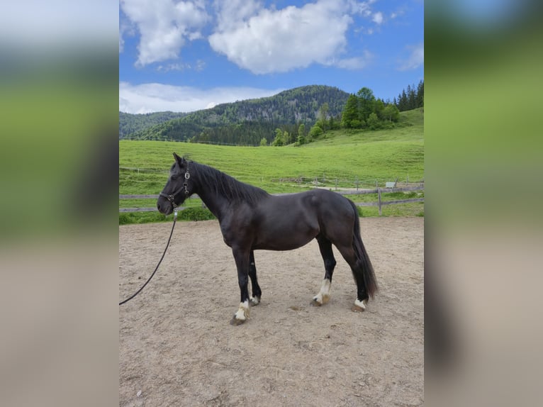 Barokowy pinto Wałach 5 lat 165 cm Kara in Achenkirch