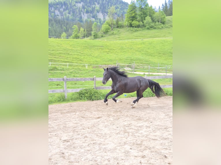 Barokowy pinto Wałach 5 lat 165 cm Kara in Achenkirch