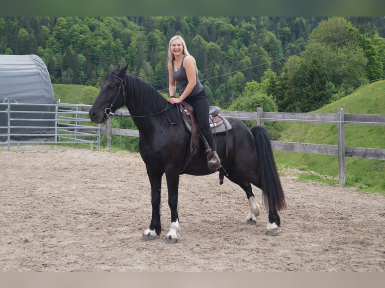 Barokowy pinto Wałach 5 lat 165 cm Kara in Achenkirch