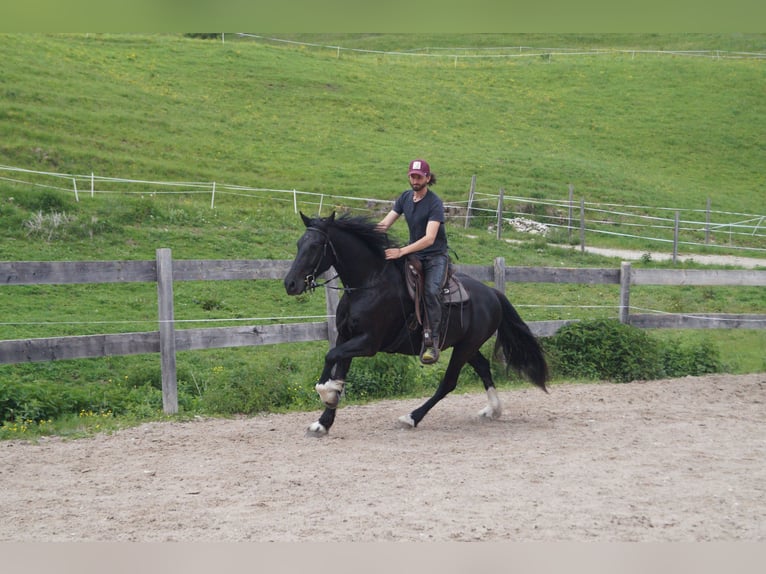 Barokowy pinto Wałach 5 lat 165 cm Kara in Achenkirch
