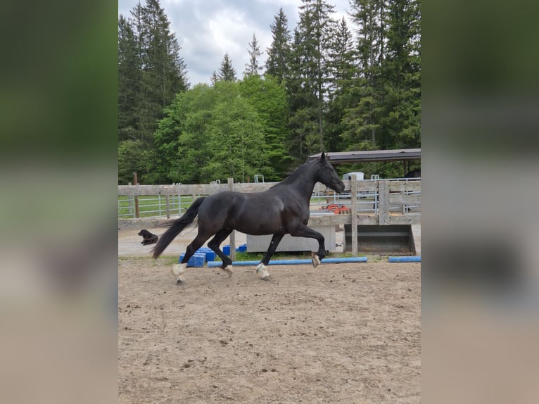 Barokowy pinto Wałach 5 lat 165 cm Kara in Achenkirch