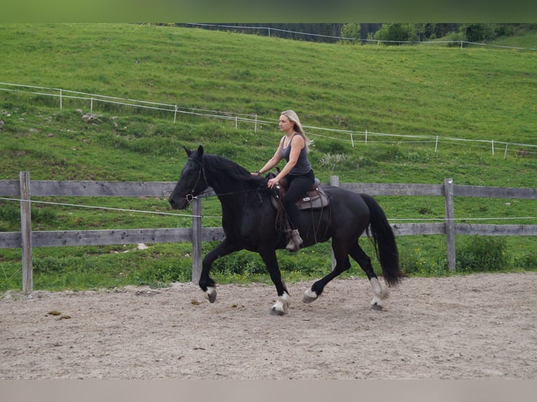 Barokowy pinto Wałach 5 lat 165 cm Kara in Achenkirch