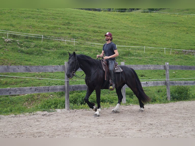 Barokowy pinto Wałach 5 lat 165 cm Kara in Achenkirch