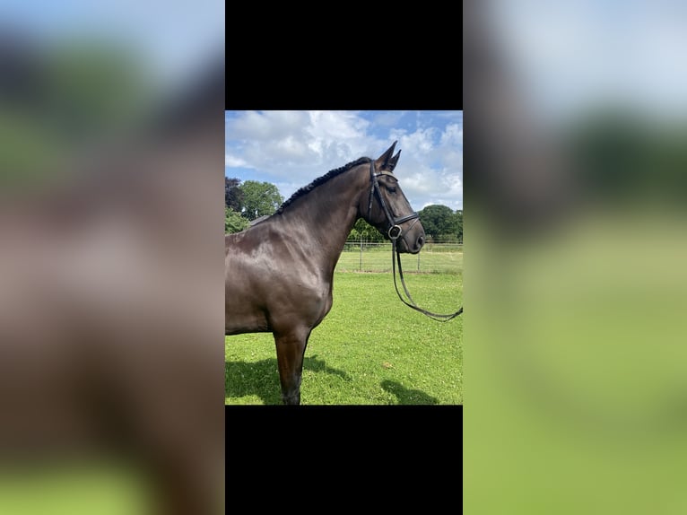 Barokowy pinto Wałach 5 lat 170 cm Kara in Elburg