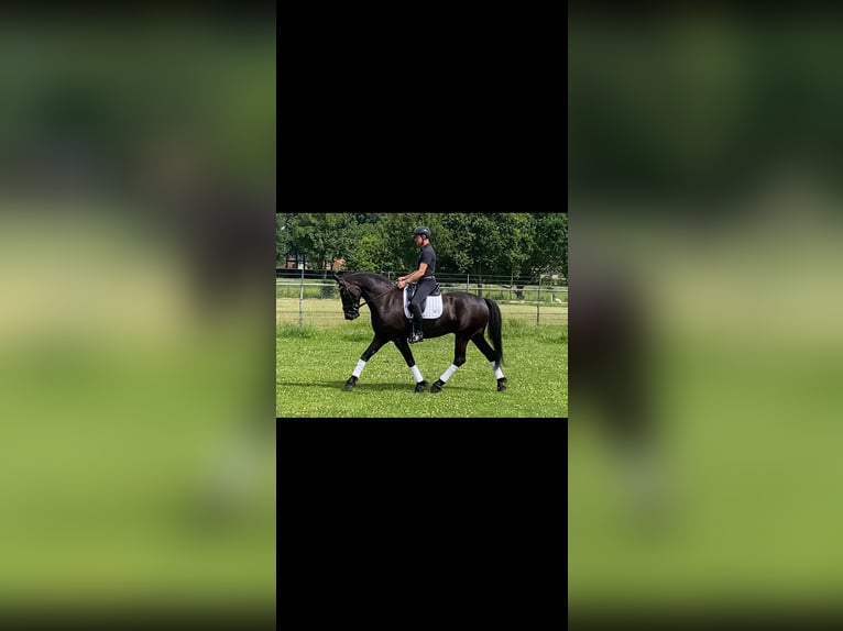 Barokowy pinto Wałach 5 lat 170 cm Kara in Elburg