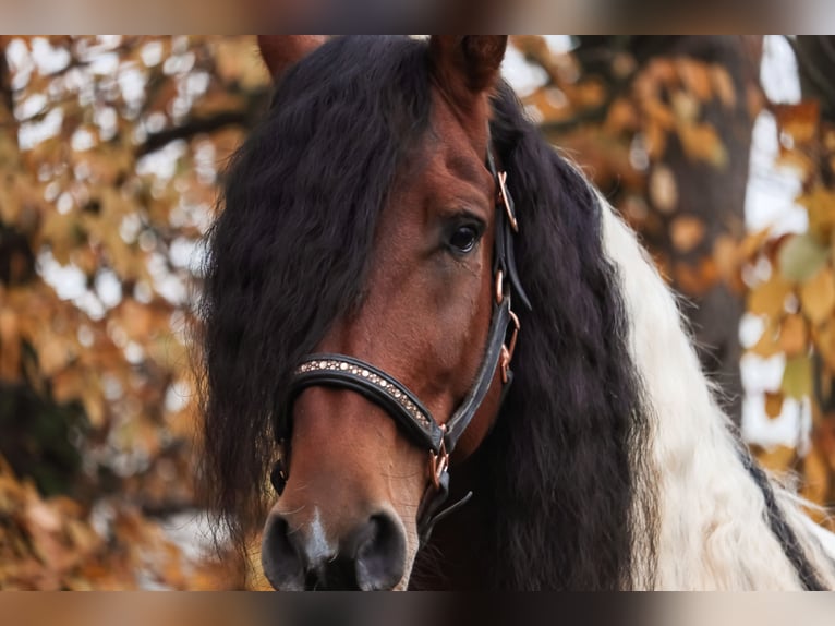 Barokowy pinto Wałach 6 lat 162 cm Srokata in Saarlouis