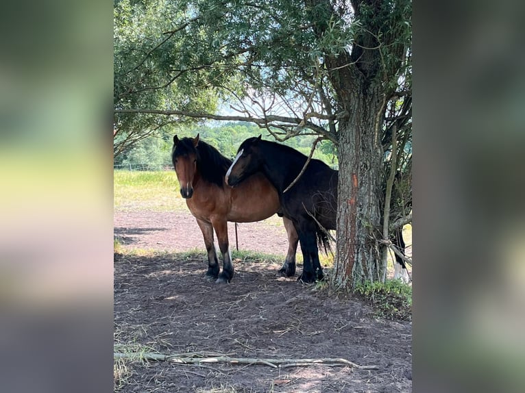 Barokowy pinto Mix Wałach 6 lat 163 cm Jasnogniada in Kloster Lehnin