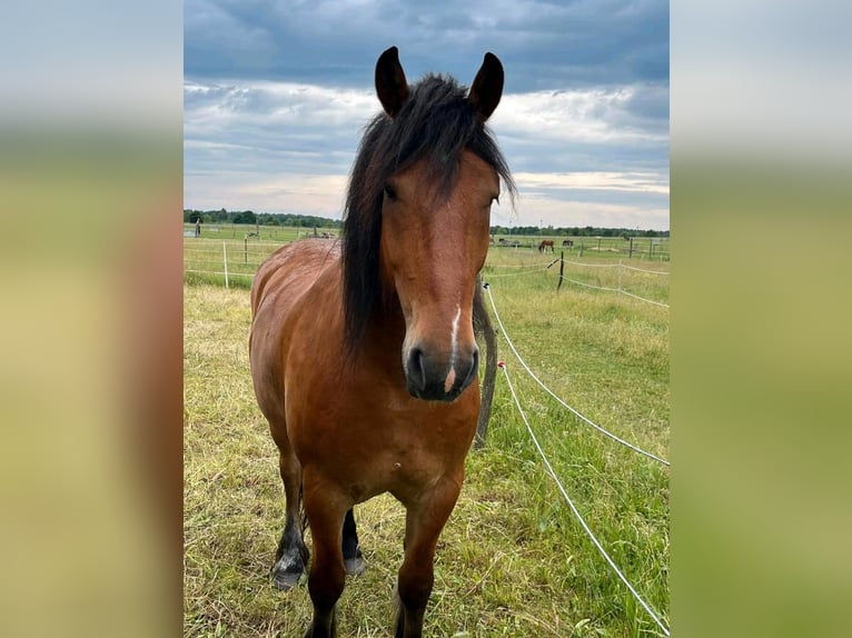 Barokowy pinto Mix Wałach 6 lat 163 cm Jasnogniada in Kloster Lehnin