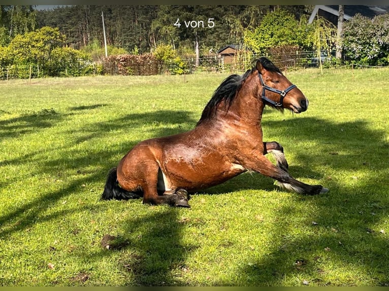 Barokowy pinto Mix Wałach 6 lat 163 cm Jasnogniada in Kloster Lehnin