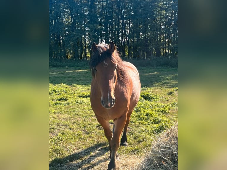 Barokowy pinto Mix Wałach 6 lat 163 cm Jasnogniada in Kloster Lehnin