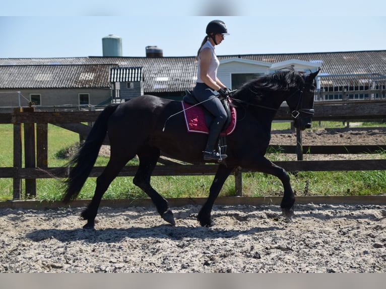 Barokowy pinto Wałach 6 lat 170 cm Kara in Brakel