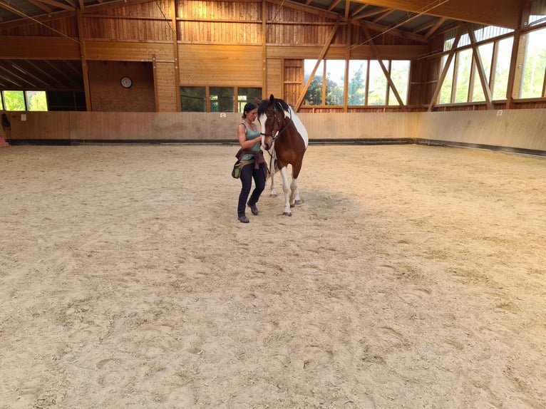 Barokowy pinto Mix Wałach 7 lat 163 cm Tobiano wszelkich maści in Ronnenberg