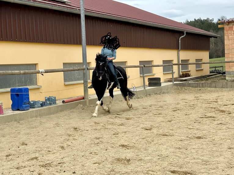 Barokowy pinto Wałach 8 lat 154 cm Srokata in Bernhardswald