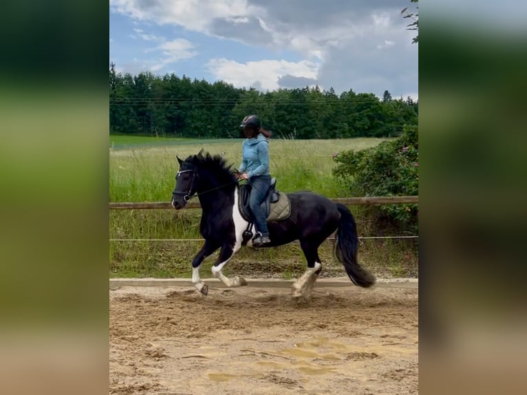 Barokowy pinto Wałach 8 lat 154 cm Srokata in Bernhardswald