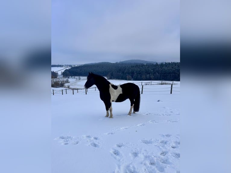 Barokowy pinto Wałach 8 lat 154 cm Srokata in Bernhardswald
