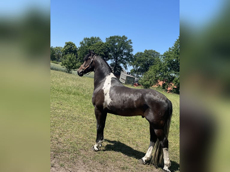 Barokowy pinto Wałach 8 lat 169 cm Srokata in Diepholz