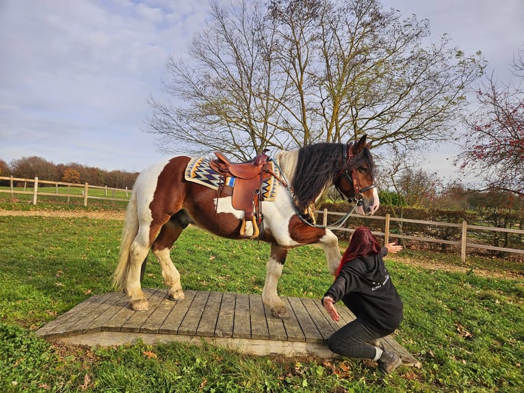 Barokowy pinto Wałach 9 lat 150 cm Srokata in Linkenbach