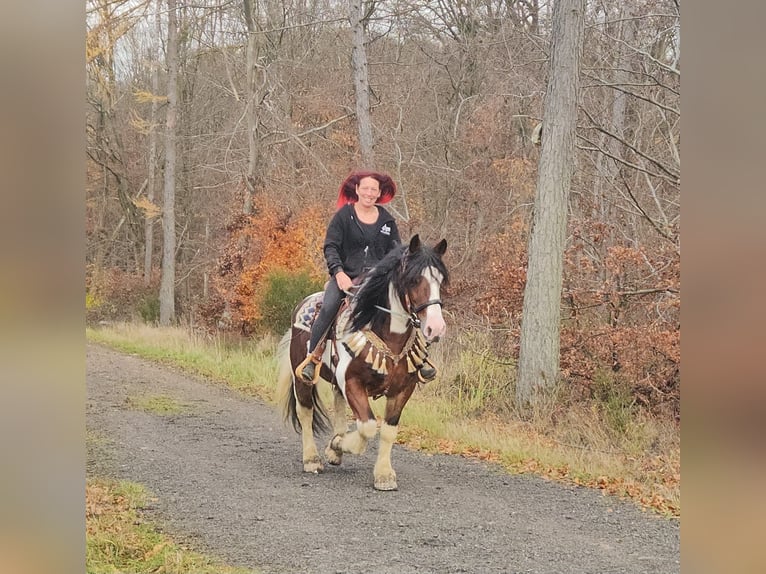 Barokowy pinto Wałach 9 lat 150 cm Srokata in Linkenbach