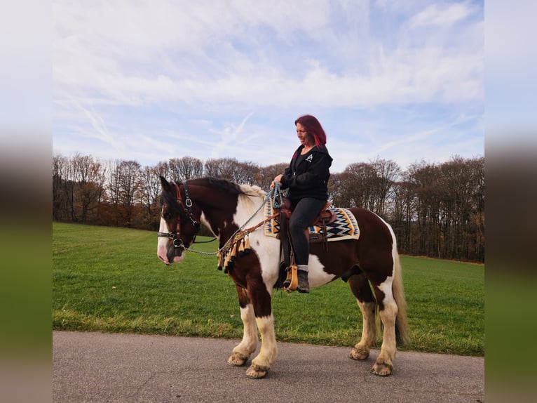 Barokowy pinto Wałach 9 lat 150 cm Srokata in Linkenbach