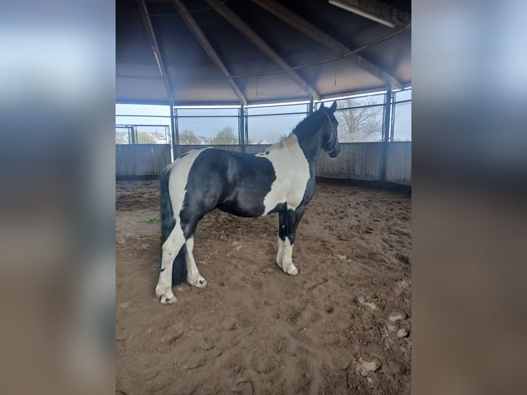 Barokowy pinto Mix Wałach 9 lat 151 cm Srokata in Mannheim