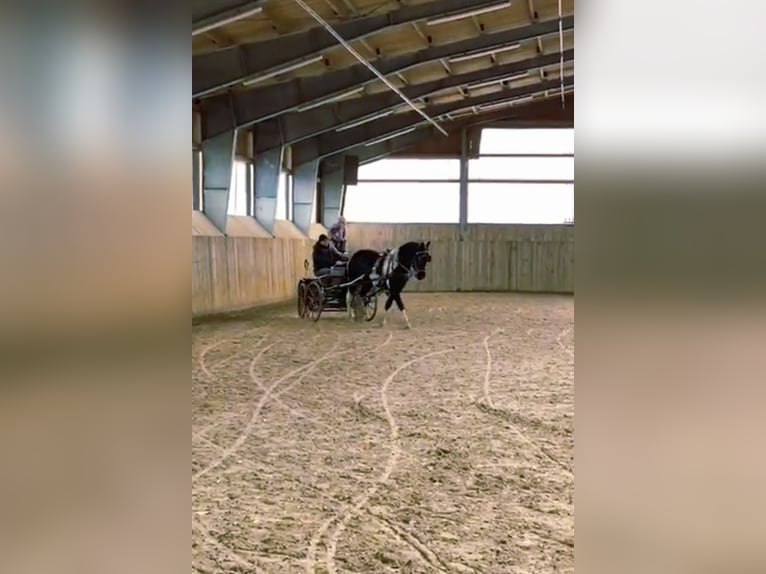 Barokowy pinto Mix Wałach 9 lat 151 cm Srokata in Mannheim