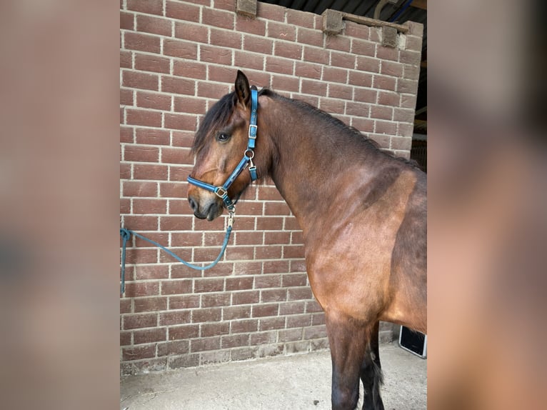 Barokowy pinto Mix Wałach 9 lat 175 cm Gniada in Mönchengladbach