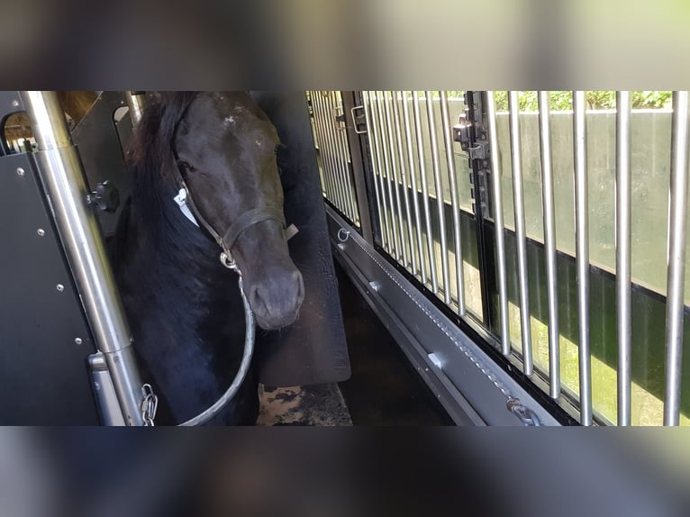 Barokowy pinto Wałach 4 lat 170 cm Srokata in Bramberg am Wildkogel