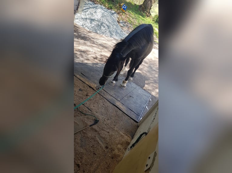 Barokowy pinto Wałach 4 lat 170 cm Srokata in Bramberg am Wildkogel