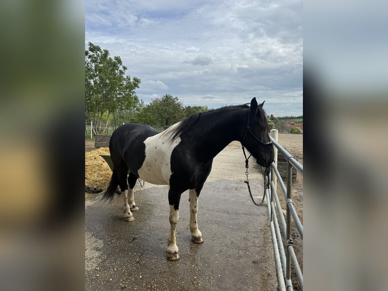 Barokowy pinto Mix Wałach 6 lat 163 cm Overo wszelkich maści in Gänserndorf