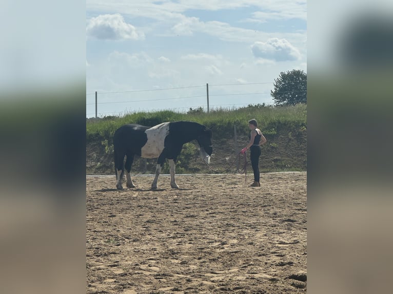 Barokowy pinto Mix Wałach 6 lat 163 cm Overo wszelkich maści in Gänserndorf