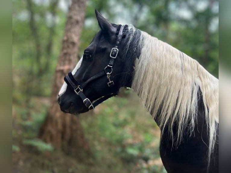 Barokowy pinto Wałach 8 lat 166 cm in Ermelo