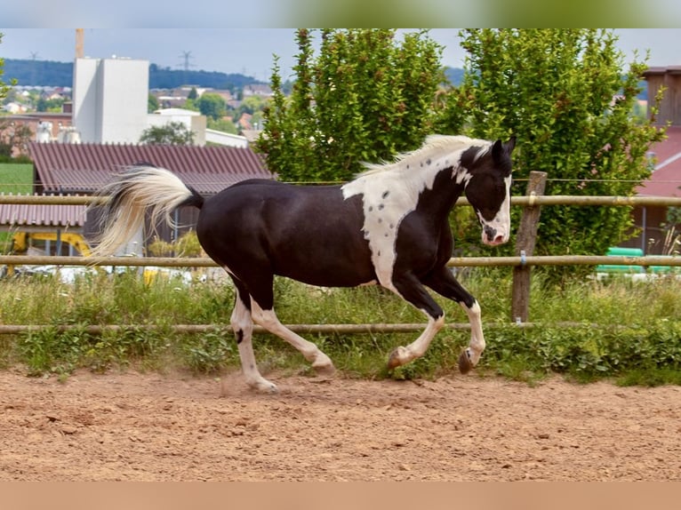 Baroque Pinto Gelding 10 years 15.2 hh Pinto in Bad Wimpfen