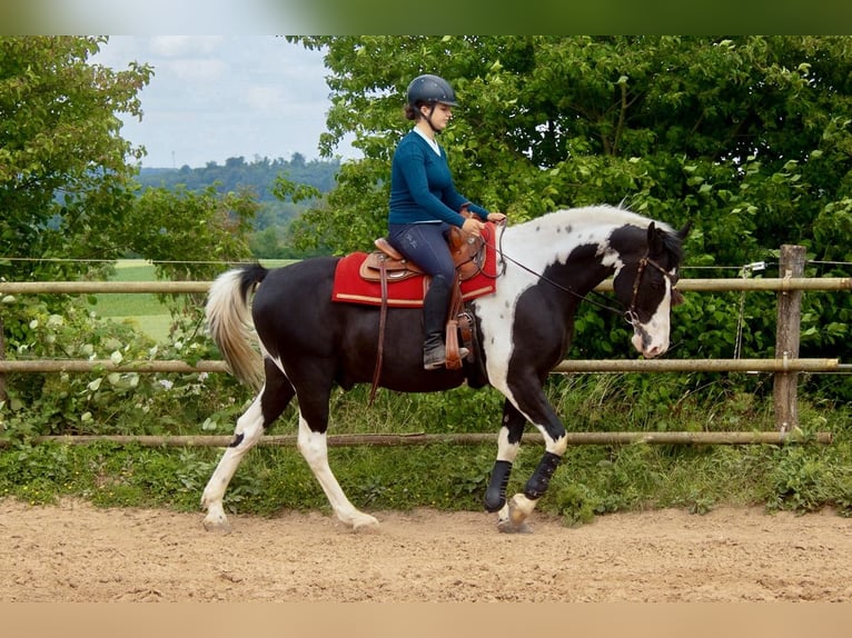 Baroque Pinto Gelding 10 years 15.2 hh Pinto in Bad Wimpfen