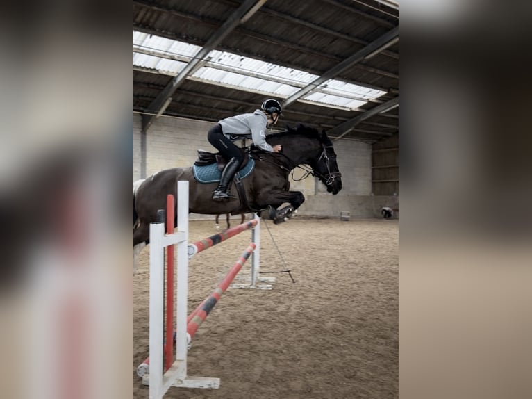 Baroque Pinto Gelding 10 years 15,1 hh Pinto in Großostheim