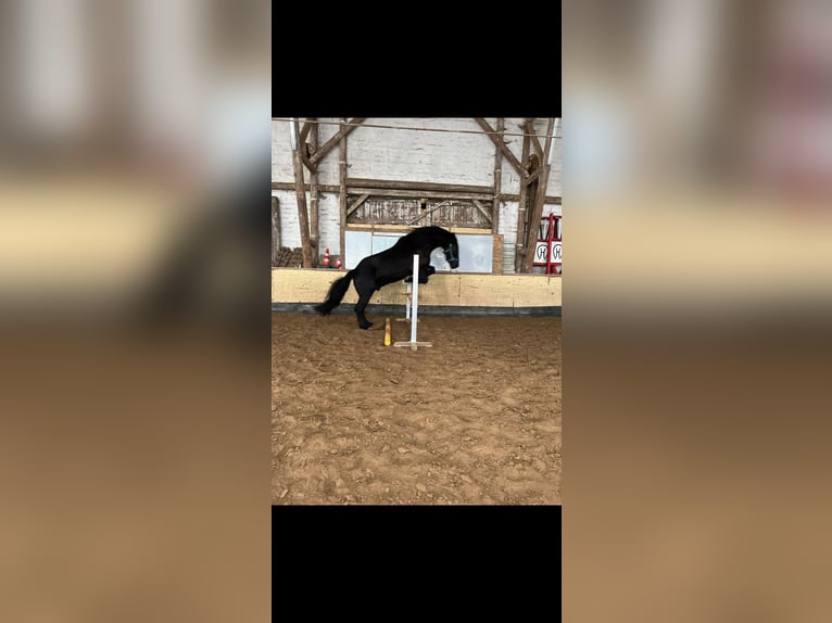 Baroque Pinto Gelding 10 years 16,1 hh Smoky-Black in Söhrewald