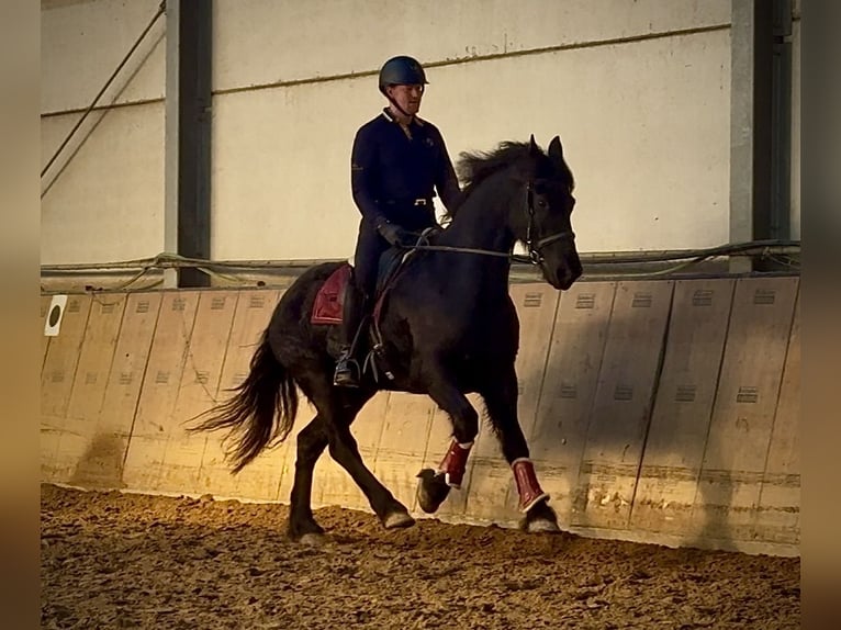 Baroque Pinto Gelding 11 years 15,1 hh Black in Neustadt (Wied)