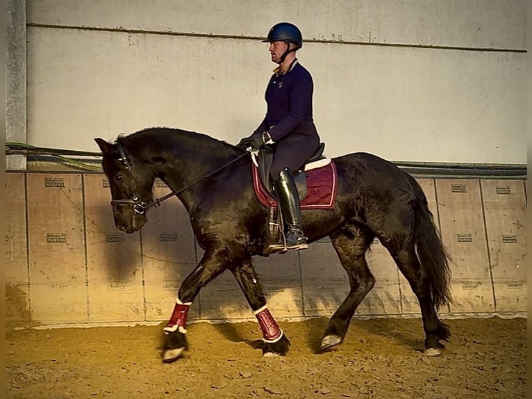 Baroque Pinto Gelding 11 years 15,1 hh Black in Neustadt (Wied)