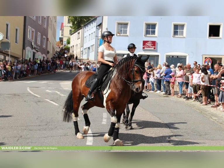 Baroque Pinto Gelding 11 years 15,2 hh Pinto in Hohenau
