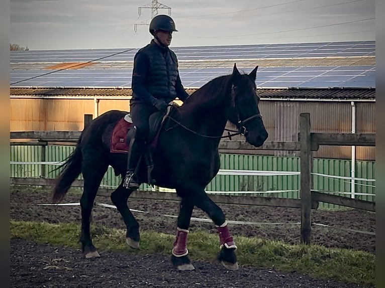 Baroque Pinto Gelding 12 years 15,1 hh Black in Neustadt (Wied)