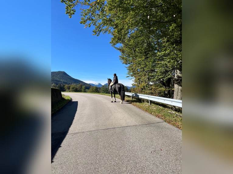 Baroque Pinto Gelding 12 years 16,2 hh Pinto in Samerberg