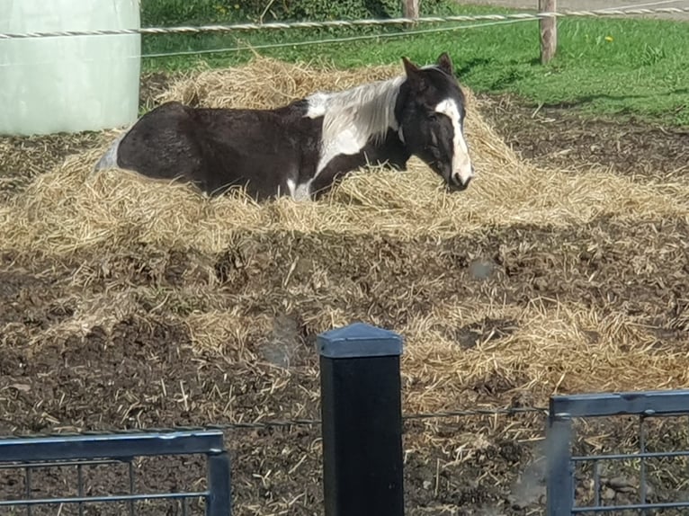 Baroque Pinto Mix Gelding 13 years 14.1 hh  in Oude Pekela
