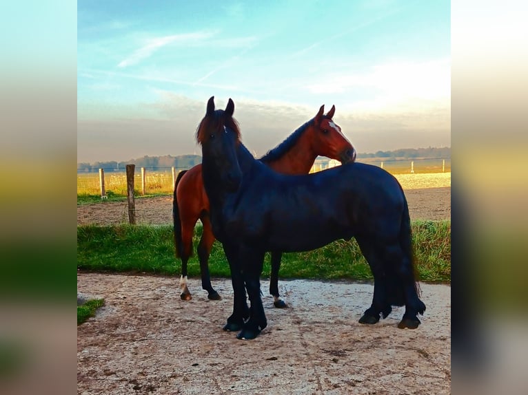 Baroque Pinto Gelding 13 years 15,2 hh Black in Nindorf