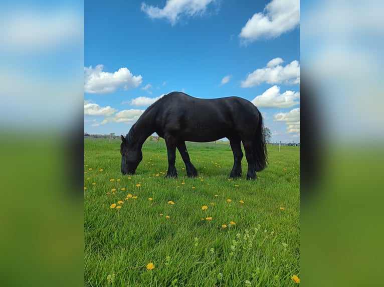 Baroque Pinto Gelding 13 years 15,2 hh Black in Nindorf