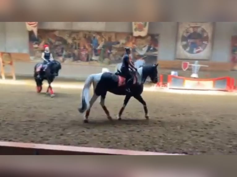 Baroque Pinto Gelding 13 years 16,1 hh Pinto in Rechnitz