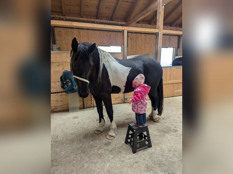 Baroque Pinto Gelding 13 years 16,2 hh Pinto in Prutting