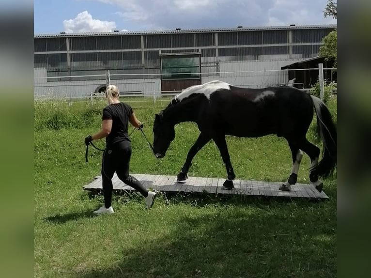 Baroque Pinto Gelding 17 years 15,2 hh in Dinkelsb&#xFC;hl