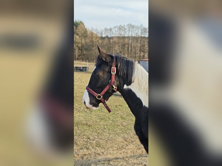 Baroque Pinto Gelding 1 year Tobiano-all-colors in Plzen