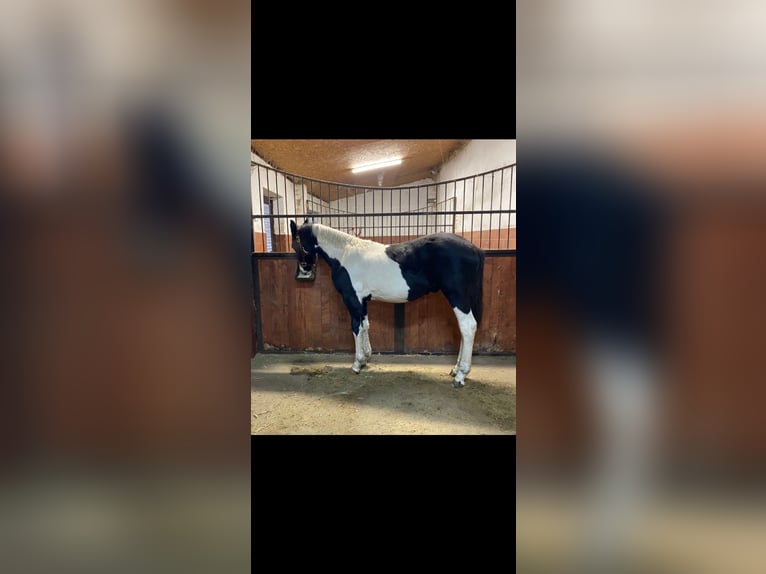 Baroque Pinto Gelding 1 year Tobiano-all-colors in Plzen