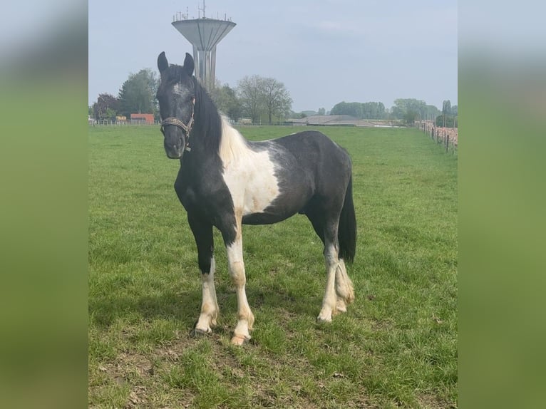 Baroque Pinto Gelding 2 years 14,2 hh Pinto in Herzele