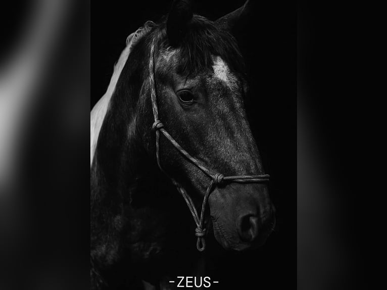 Baroque Pinto Gelding 2 years 14,2 hh Pinto in Herzele